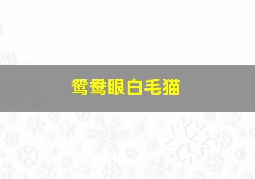 鸳鸯眼白毛猫