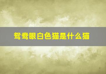 鸳鸯眼白色猫是什么猫