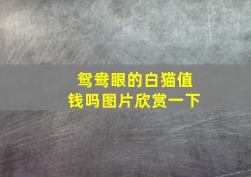 鸳鸯眼的白猫值钱吗图片欣赏一下