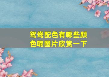 鸳鸯配色有哪些颜色呢图片欣赏一下